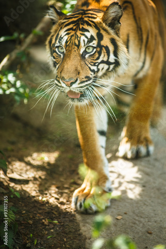 Closeup of a Siberian tiger also know as Amur tiger