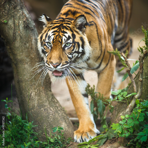 Closeup of a Siberian tiger also know as Amur tiger photo