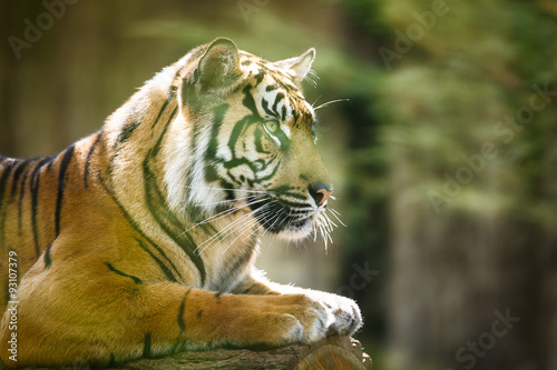 Fototapeta Naklejka Na Ścianę i Meble -  Closeup of a Siberian tiger also know as Amur tiger