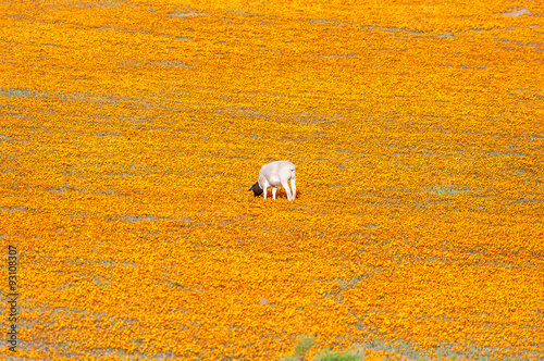 Dorper sheep in a sea of Orange daisies photo