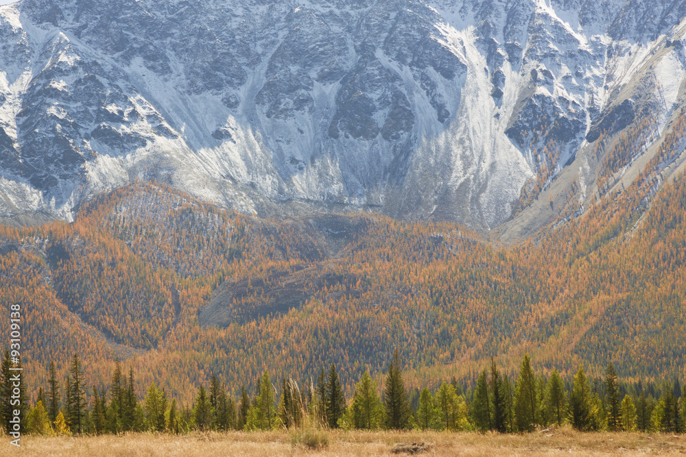 Autumn forest at the foot of snowy mountains