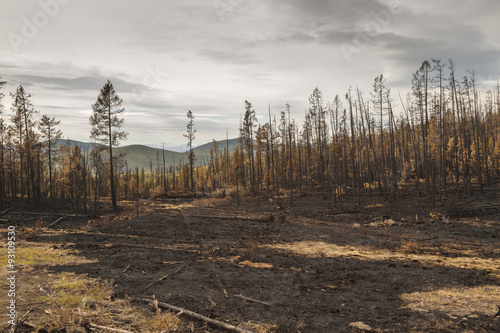 Fototapeta Naklejka Na Ścianę i Meble -  In  forest after the fire