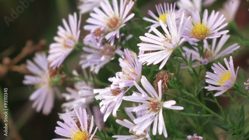 Aster dumosus Blue Berd photo