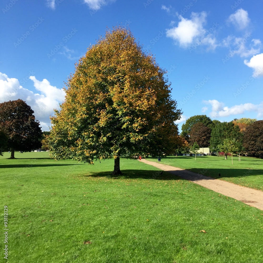 Fototapeta premium Tree in Autumn sun