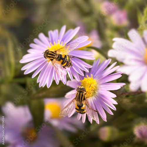 Two flower fly  Hoverfly Eristalis  drinking nectar from the purple flower