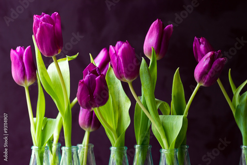 Fototapeta Naklejka Na Ścianę i Meble -  Violette Tulpen in Wassergläsern vor dunklem Hintergrund