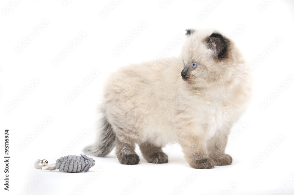 Obraz premium Ragdoll