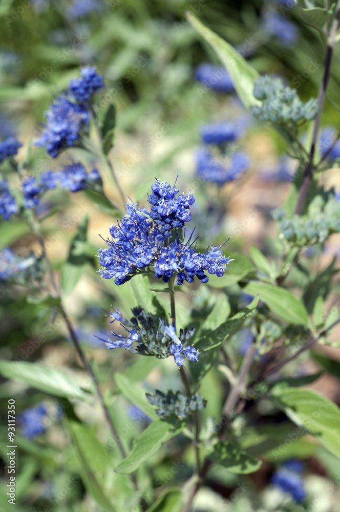 Bartblume, Caryopteris x clandonensis Bartblume, Caryopteris x clandonensis