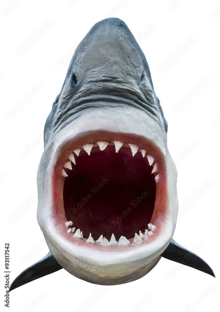 Fototapeta premium Model of shark with open mouth closeup. Isolated on white. Path included.