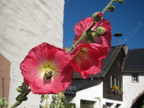 Stockrosen in der Eifel photo