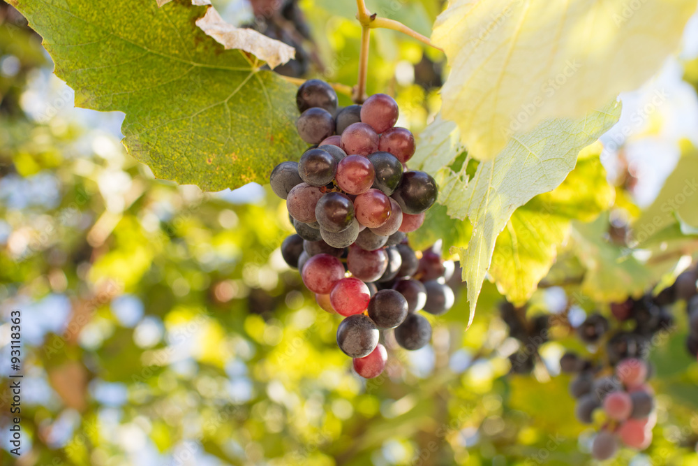 Fototapeta premium grape