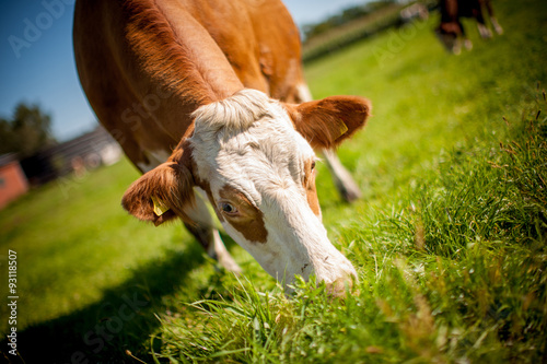 cow on grassy field