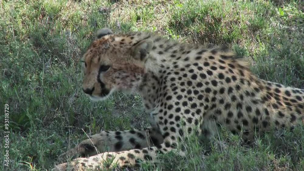 Cheetah (Acinonyx jubatus) cleaning himself while lying in the shade of a tree, Serengeti N.P. Cheetah (Acinonyx jubatus) cleaning himself while lying in the shade of a tree, Serengeti N.P.