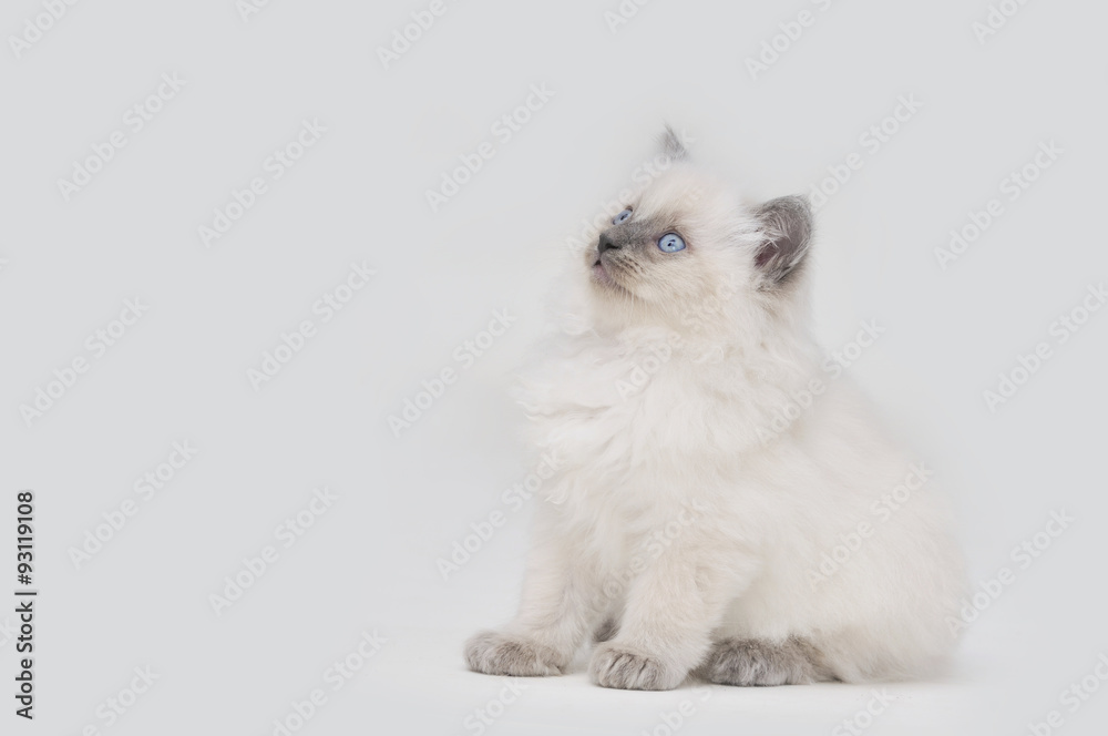 Ragdoll Ragdoll