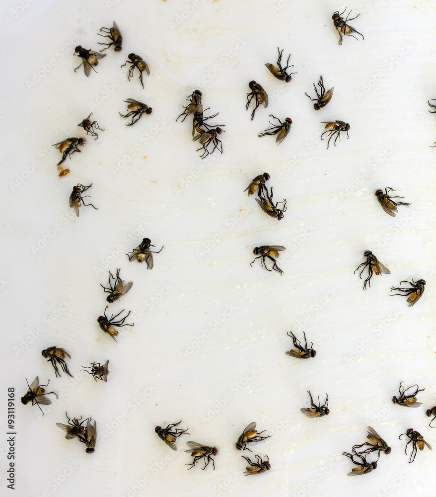 Flies caught on sticky fly paper trap