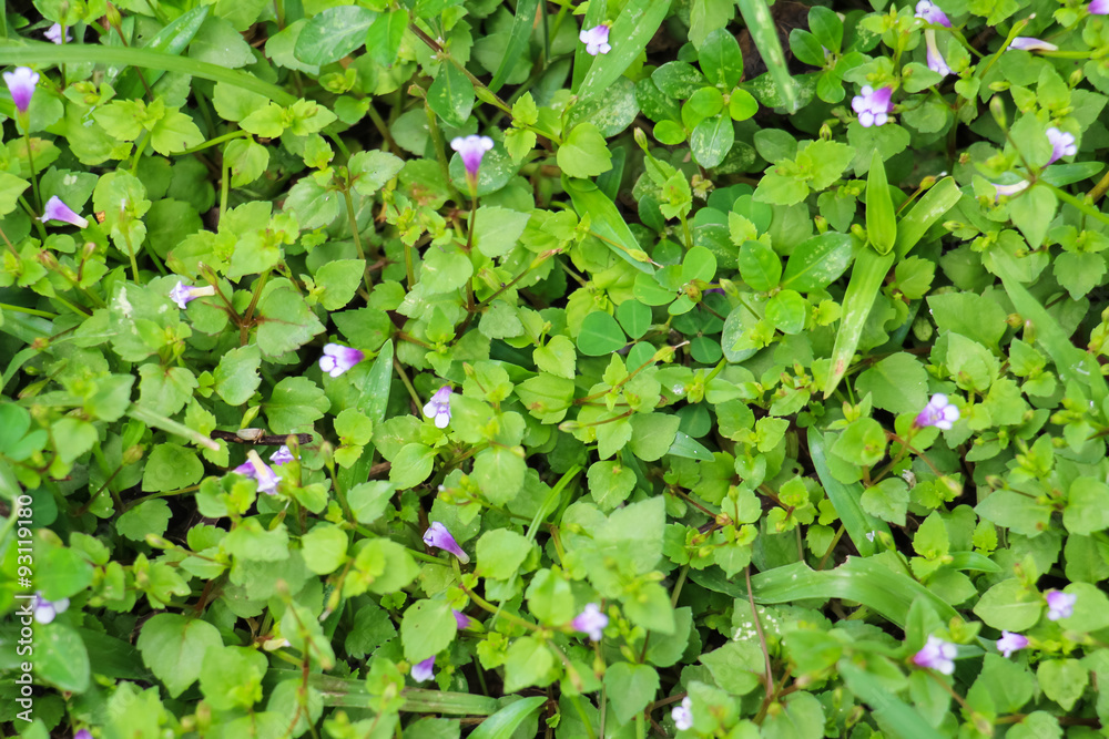 Green grass and small purple flowers at my garden,Thailand. Green grass and small purple flowers at my garden,Thailand.