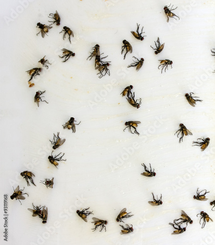 Flies caught on sticky fly paper trap © kurapy