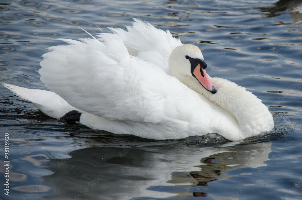 Naklejka premium Swan on lake