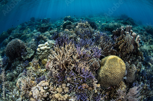 Vibrant Coral Reef in Komodo National Park