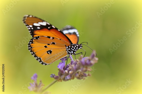 papillon © tite_framboise