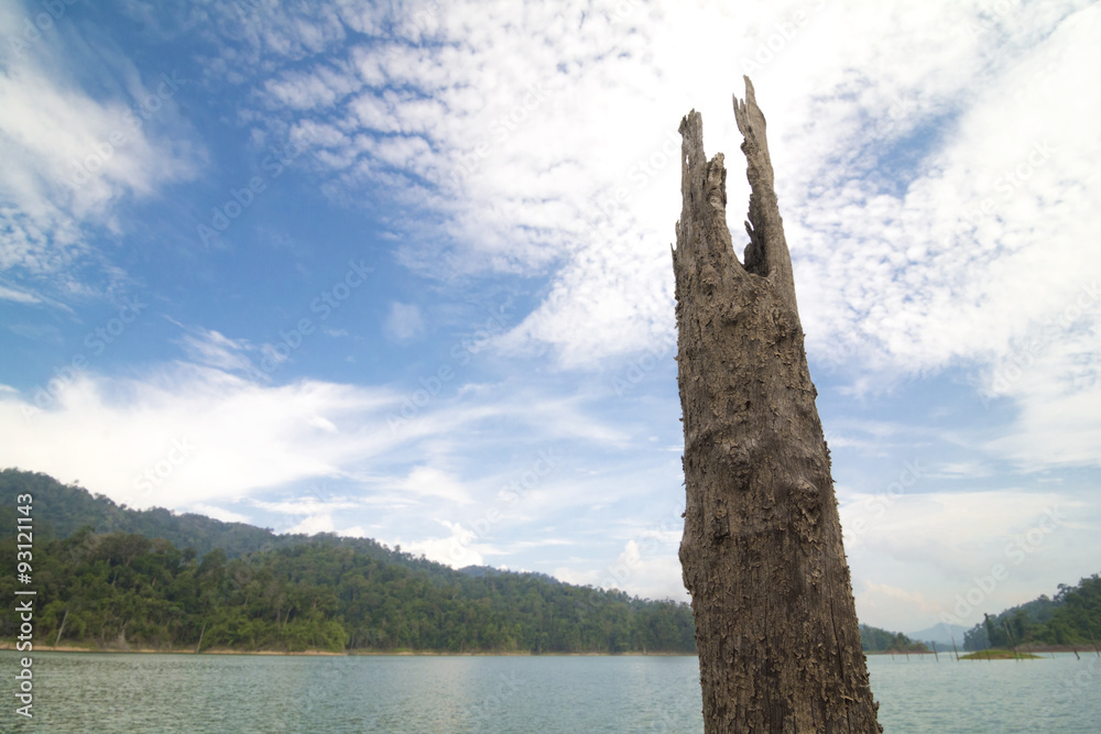 Rotten trunk in lake at Tasik Banding, Malaysia