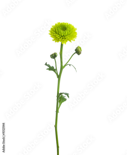 flower  green  chrysanthemum