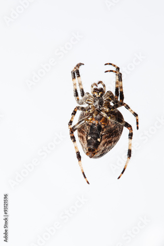 Araneus Diadematus spider