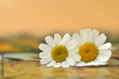 Fototapeta Naklejka Na Ścianę i Meble -  Two Feverfew flowers (Tanacetum parthenium) with very shallow focus and soft pastel background.  