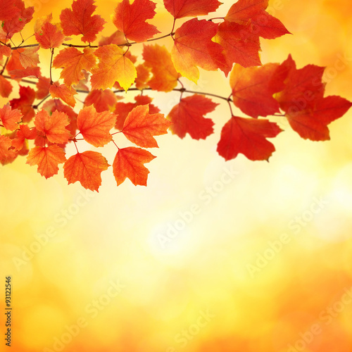  branch with autumn leaves