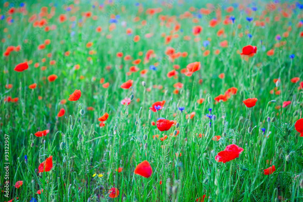 Fototapeta premium Green Field