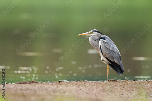 Grey Heron in the nature