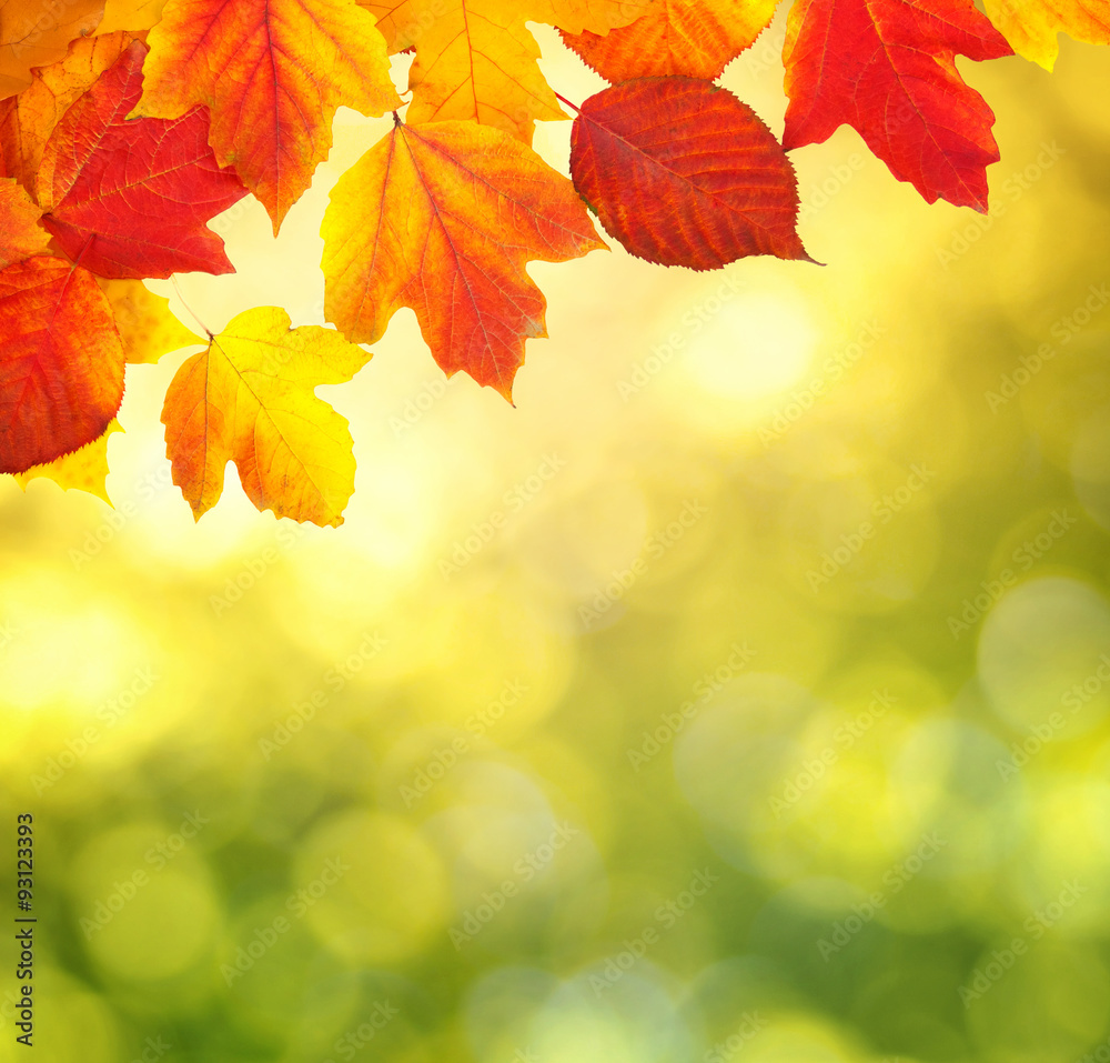 branch with autumn leaves branch with autumn leaves