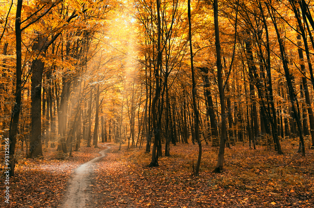 Fototapeta premium autumn trees