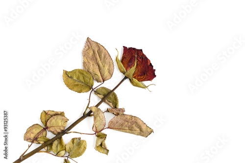 Single dried rose flower isolated on white