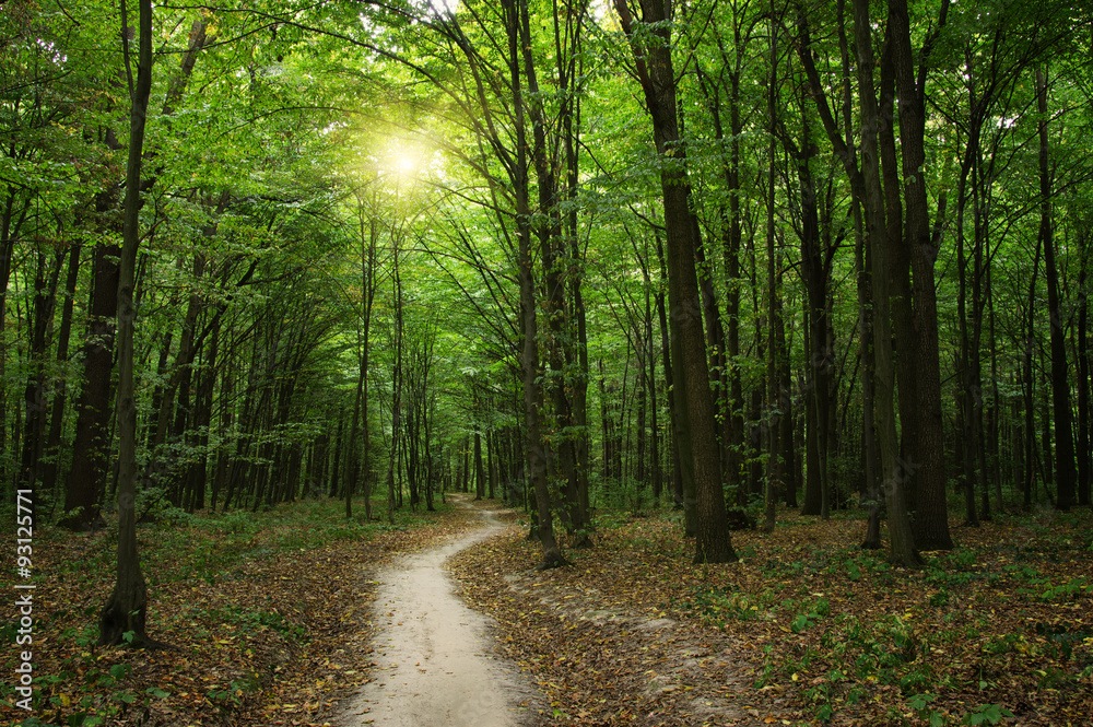 Obraz premium Forest with sunlight