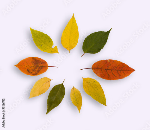 autumn leaves on a white background