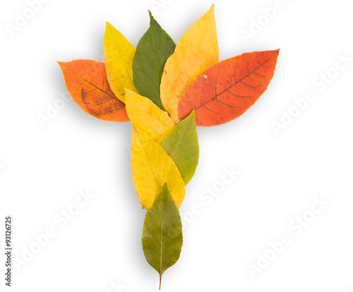 autumn leaves on a white background