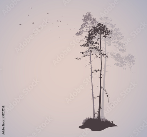 air landscape with silhouettes of pine trees