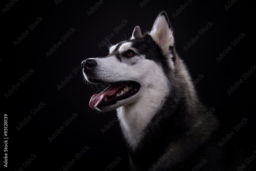 Beautiful siberian husky. Pedigree dog. Beautiful husky dog looking at the camera