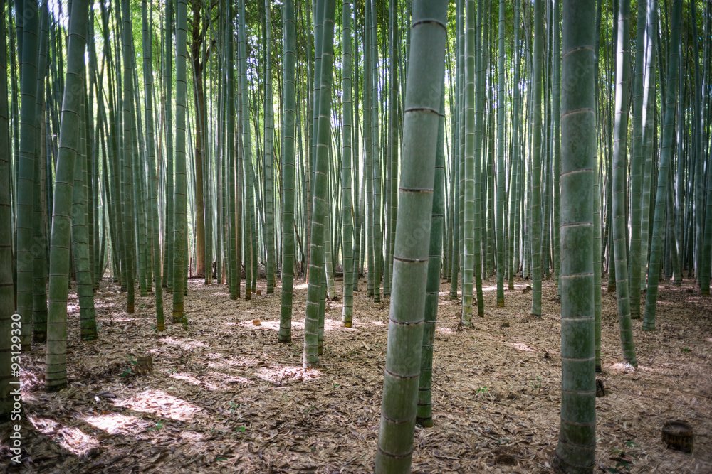 Naklejka premium Bambus Wald in Japan