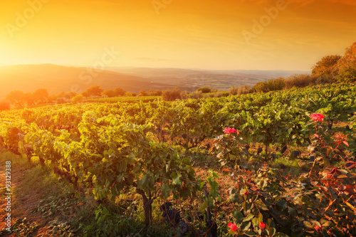 Vineyard in Tuscany, Ripe grapes at sunset
