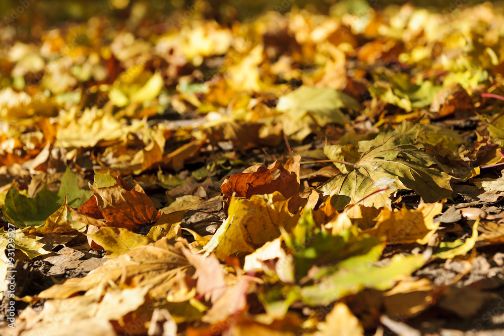 Autumn dried leaves, maple foliage of bronze, golden, yellow, orange, brown and green colors, season natural background, selective focus on leaf Autumn dried leaves, maple foliage of bronze, golden, yellow, orange, brown and green colors, season natural background, selective focus on leaf