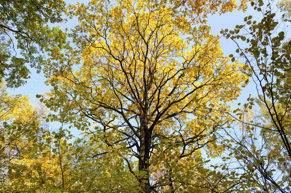 Crown oak surrounded by birch trees, autumn bright foliage, leaves on branches of bronze, golden, yellow, orange, brown and green colors, blue sky on background Crown oak surrounded by birch trees, autumn bright foliage, leaves on branches of bronze, golden, yellow, orange, brown and green colors, blue sky on background