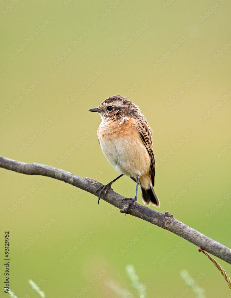 Obraz premium Young a whinchat on a branch