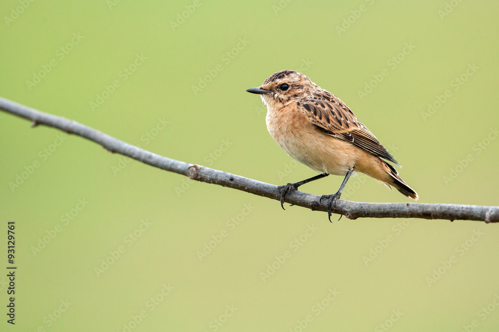 Young a whinchat on a branch