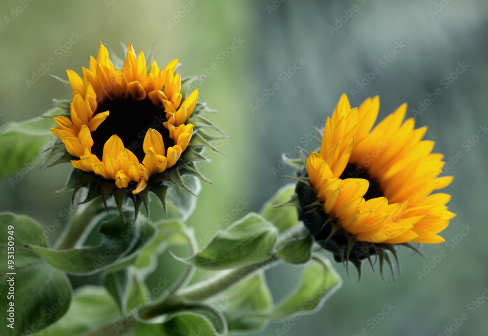 Obraz premium Słoneczniki