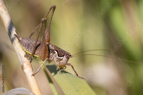 Bush cricket © jnakev