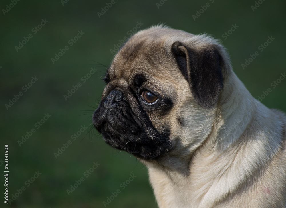 Portrait of a a male Pug puppy dog at local park, Liverpool, Uk