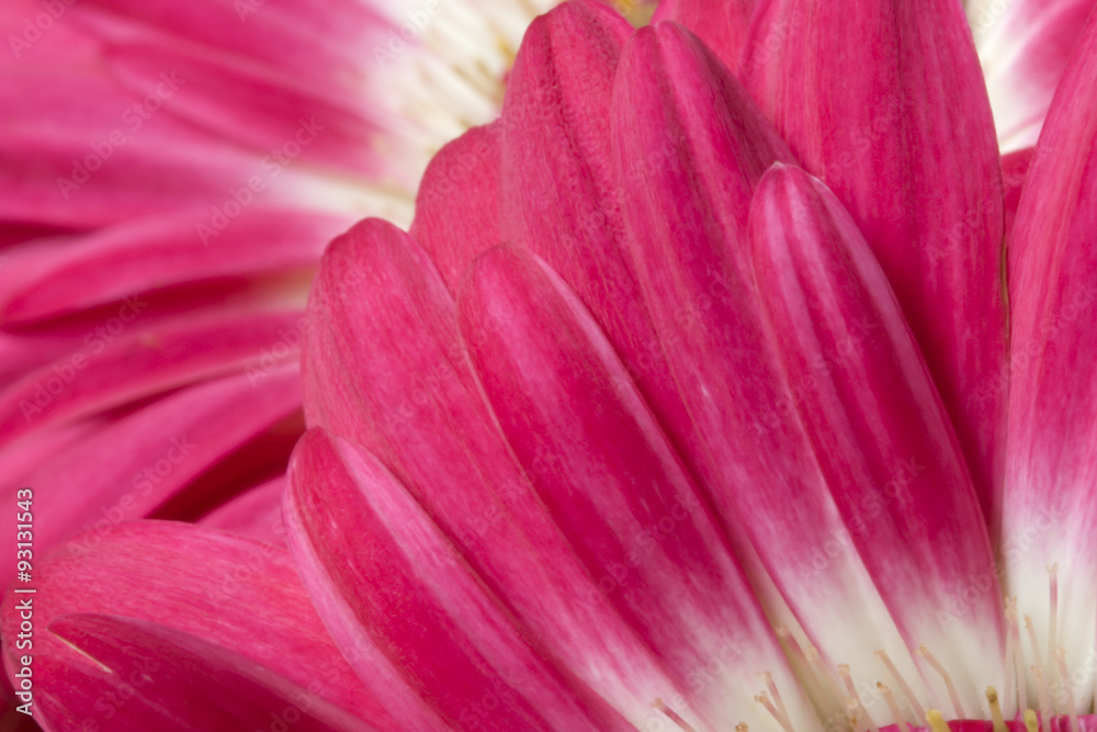 Dark Pink Gerber Daisy Petals