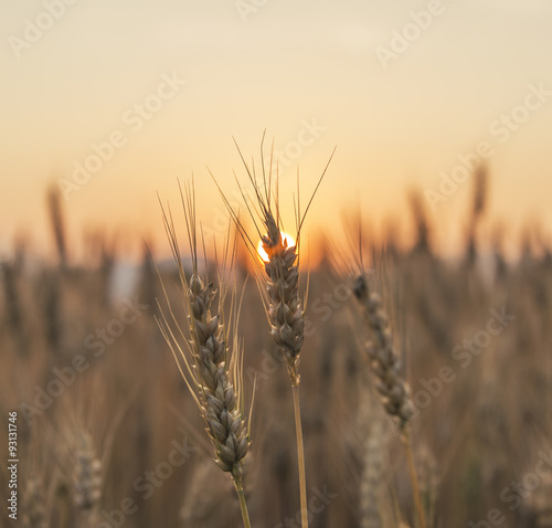 Sunset over the Wheat Field. Photograph was taken in a village Rodine, Slovenia. Macro of wheat and barley in early summer.
